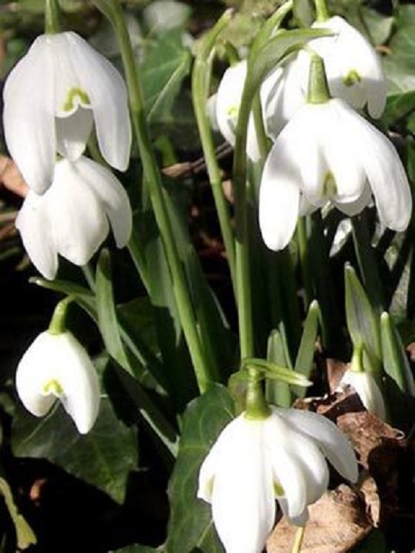 Double Snowdrop (Flore Pleno) Bulbs (Galanthus nivalis f. pleniflorus)